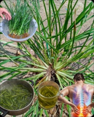 Le Secret Végétal Oublié : 5 Bienfaits Incroyables du Thé de Gaillet Gratteron qui Vont Transformer Votre Corps (Recette Facile Inclus)