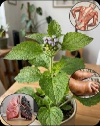 Le Secret BIEN GARDÉ : Cette Boisson au Kiwi et Nopal Va Transformer Votre Glycémie et Votre Tension Artérielle comme JAMAIS !