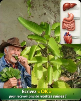 La Feuille de Vie (Kalanchoe) : Vous l'avez sûrement... mais savez-vous VRAIMENT son secret le mieux gardé ?