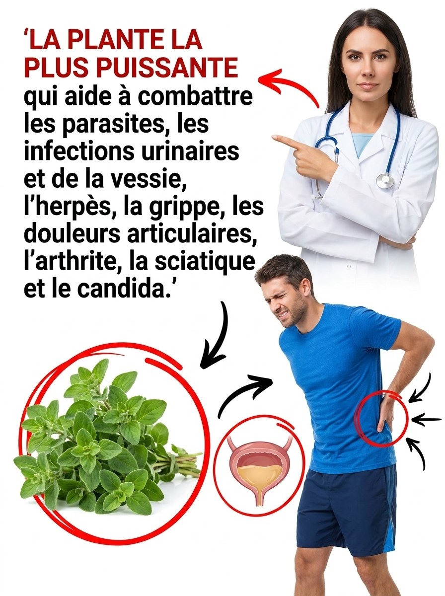 Le Thym n'est pas qu'une Épice : 7 Pouvoirs Insoupçonnés Pour une Vitalité Éclatante que Personne Ne Vous Dit !