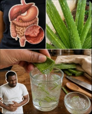 Le Secret Anti-Tout Révélé : Cette Plante Surpasse L'Ail et le Citron (x150!) pour une Transformation Corporelle en 7 Jours