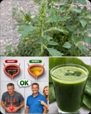 Arrêtez Tout ! Cette "Mauvaise Herbe" de Votre Jardin Cache 10 Secrets Santé Incroyables (Ne La Jetez Plus Jamais !)