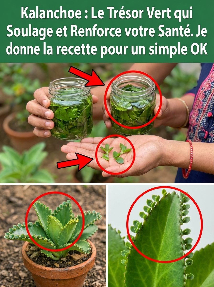 Kalanchoé : Le Secret Naturel que Vous DEVEZ Connaître pour Booster Votre Bien-être (4 Recettes Incontournables)
