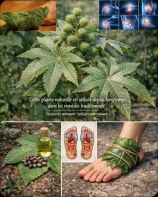 Le Secret Millénaire de la Jatropha Curcas : 3 Recettes Miraculeuses pour Transformer Votre Santé (Mais Attention !)