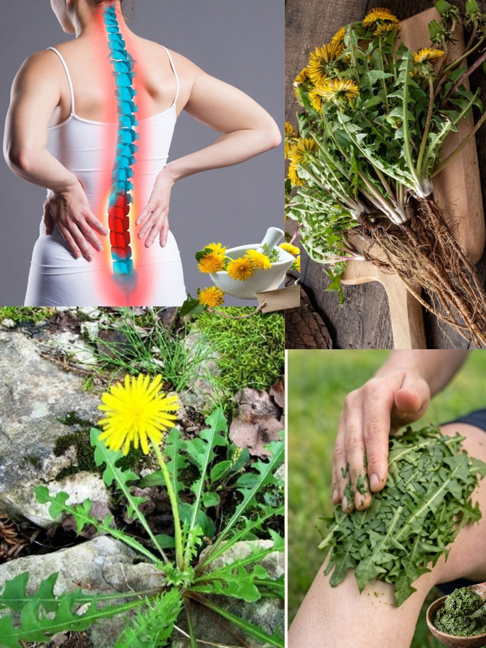 LE SECRET OUBLIÉ DE LA NATURE : Pourquoi les Racines de Pissenlit SONT le Super-Héro de Votre Santé (Et Comment en Profiter AVANT TOUT LE MONDE) !