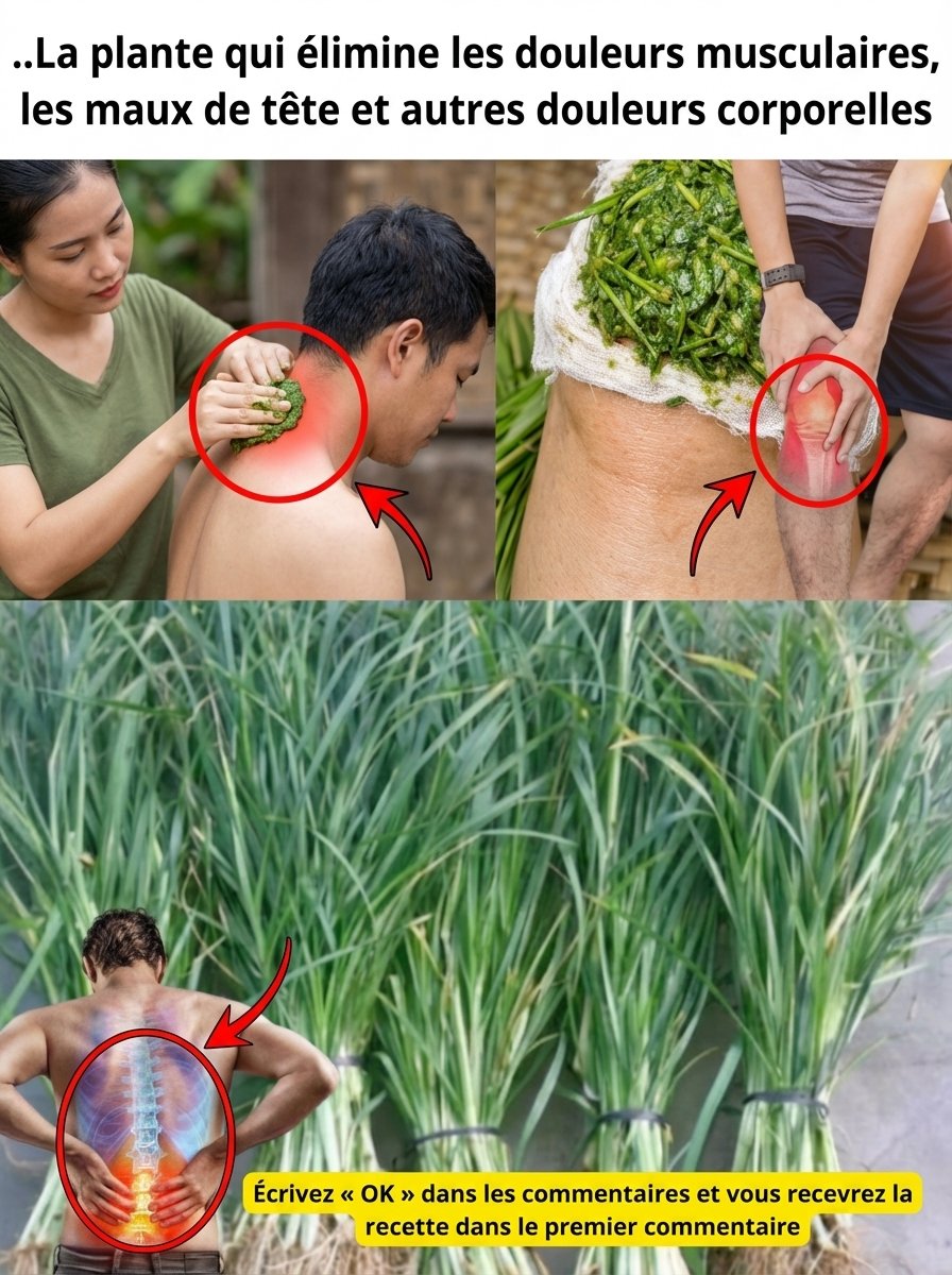 Ne Manquez Pas Ça ! 7 Plantes Miraculeuses pour Dire Adieu aux Douleurs Musculaires et Maux de Tête – Le Pouvoir Caché de la Nature !
