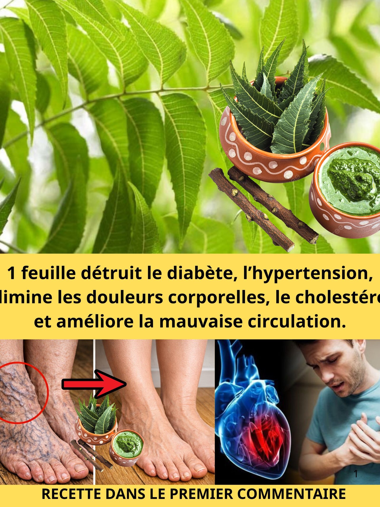 Le Secret Millénaire Révélé : Cette Feuille Oubliée Va Révolutionner Votre Glycémie, Tension et Circulation !