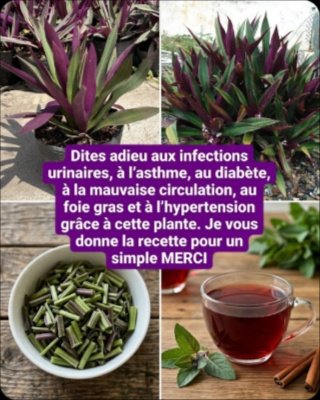 Le Secret Oublié : 6 Bienfaits ÉPOUSTOUFLANTS de l'Agave Violet pour Votre Santé (et Comment le Préparer Facilement) !
