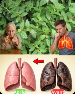 Euphorbia Hirta : Le Secret Naturel aux 25 Bienfaits Cachés qui Va Transformer Votre Santé (Ne le Manquez Pas) !