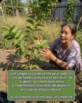 Le Secret Santé que Personne ne Vous Dit : 5 Recettes de Goyave qui Vont Changer Votre Vie !