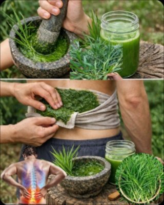 Le Secret Que Personne Ne Vous Dit : 25 Bienfaits Incroyables de la Goosegrass (L'Herbe Collante) Qui Vont Révolutionner Votre Santé !