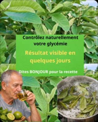 Le TRÉSOR Caché pour Votre Santé : 30 Bienfaits et 20 Propriétés ÉPOUSTOUFLANTES du Thé aux Feuilles de Goyave que Vous Ignorez Encore !