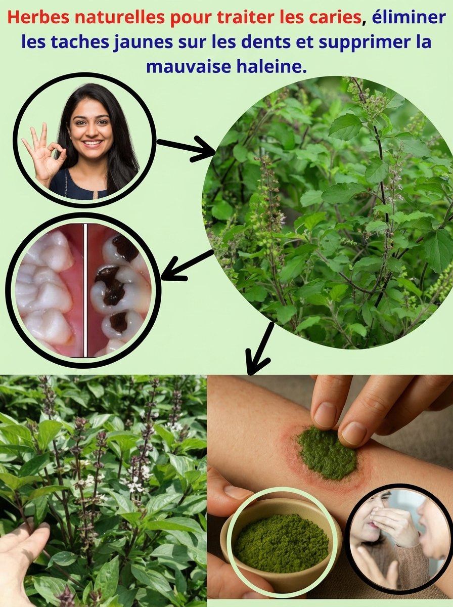 Le Secret Millénaire Révélé : Cette Plante Sacrée Va Transformer Votre Sourire et Votre Santé Bucco-Dentaire Pour Toujours !