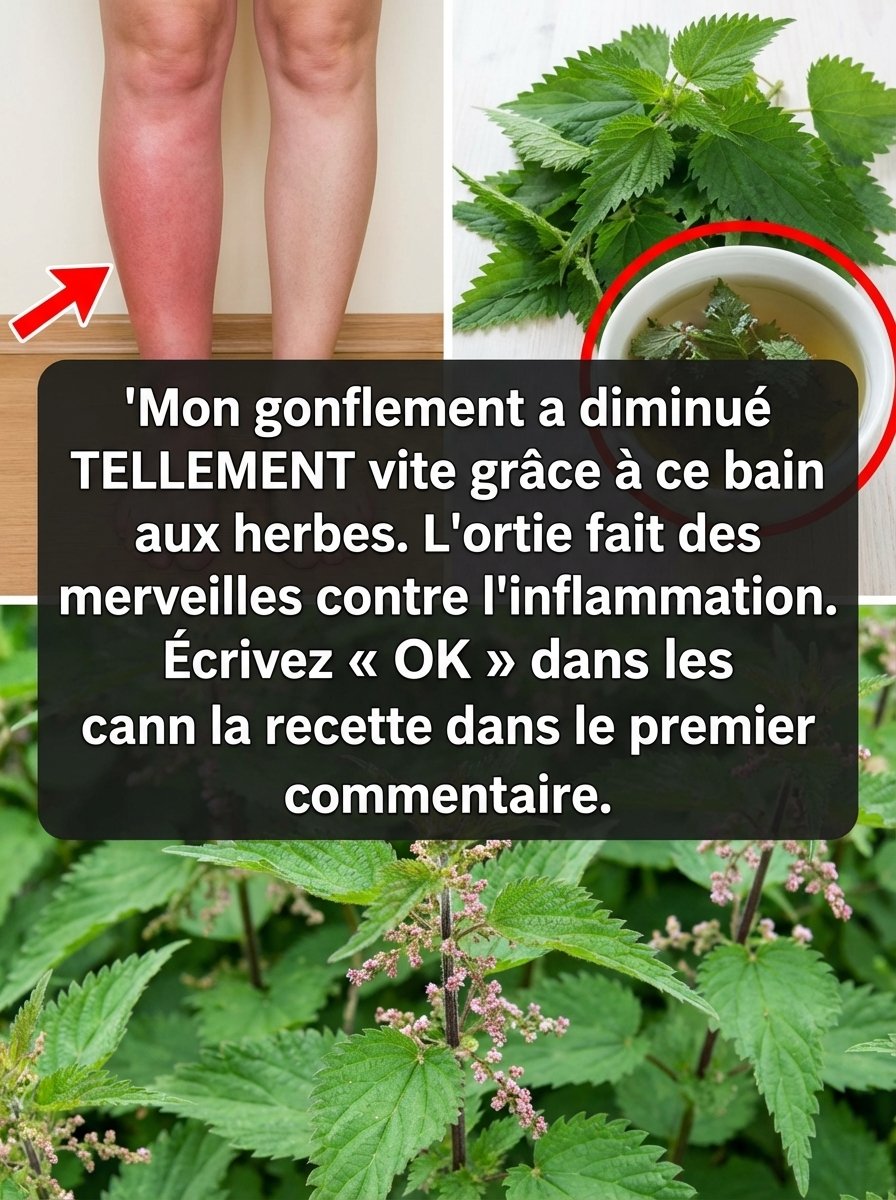 Le secret bien gardé : Cette plante « timide » va RÉVOLUTIONNER votre lutte contre les gonflements et l'inflammation !