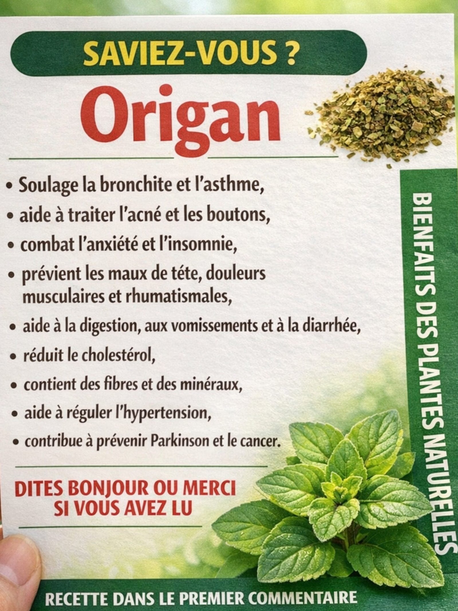 Arrêtez Tout ! Si Cette Plante Pousse Chez Vous, Vous Possédez un Trésor Naturel dont TOUT Le Monde Parle (et Vous l'Ignorez !)