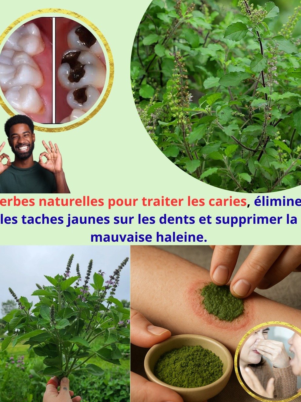 5 Secrets Que Votre Dentiste Ne Vous Dira Pas : Comment le Tulsi Va Transformer Votre Santé Bucco-Dentaire à Vie !