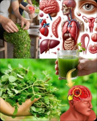 Arrêtez Tout ! Si Vous Voyez Cette Plante, Ne La Coupez JAMAIS : Le Pourpier, Votre Futur Allié Santé Ultime.