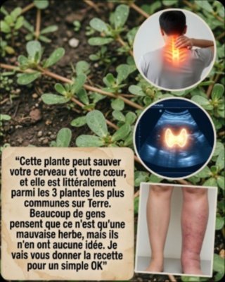 Révélation Choc : Cette 'Mauvaise Herbe' Que Vous Piétinez Cache 3 Secrets Pour Booster Votre Vitalité !