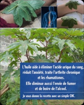 Le Secret ANTI-ÂGE et Beauté Millénaire : 10 Bienfaits de l'Huile de Ricin Que Vous Devez Connaître AVANT QU'IL NE SOIT TROP TARD !