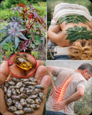 Le Secret Millénaire Oublié Qui Éradique La Douleur Chronique : Des Millions L'Adoptent Après 45 Ans !