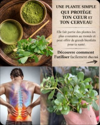 L'« Or Vert » que vous ignorez : Pourquoi cette "mauvaise herbe" est le secret pour une santé de fer (et comment l'utiliser !)