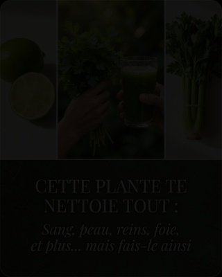 Ne Buvez JAMAIS de Jus de Céleri Sans Savoir CES 20 Choses : Votre Corps Vous Remerciera !