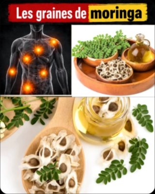 Le Secret Oublié de l'Arbre Miracle : 12 Bienfaits Incroyables des Graines de Moringa Que Vous Devez Connaître MAINTENANT !
