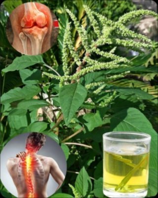 STOP ! Cette 'Mauvaise Herbe' Dans Votre Jardin Cache Le Secret Pour Un Cerveau 10 Ans Plus Jeune (Vous Allez Être Choqué)