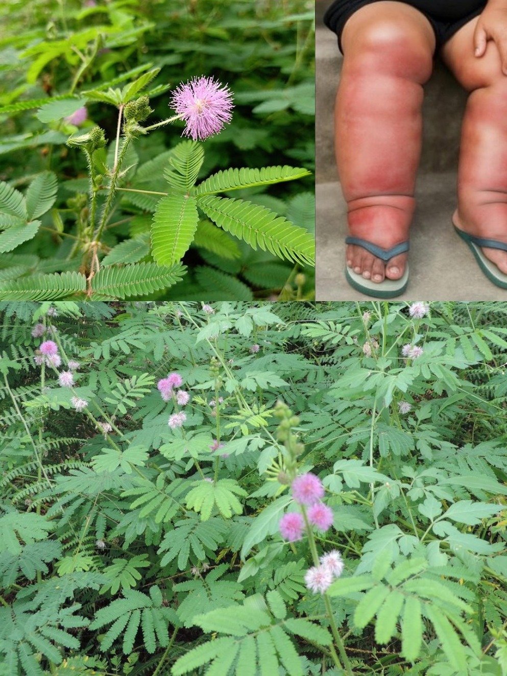 Incroyable : Cette Plante 'Pudique' Cache 10 Secrets Santé Essentiels (et Comment l'Utiliser ABSOLUMENT) !