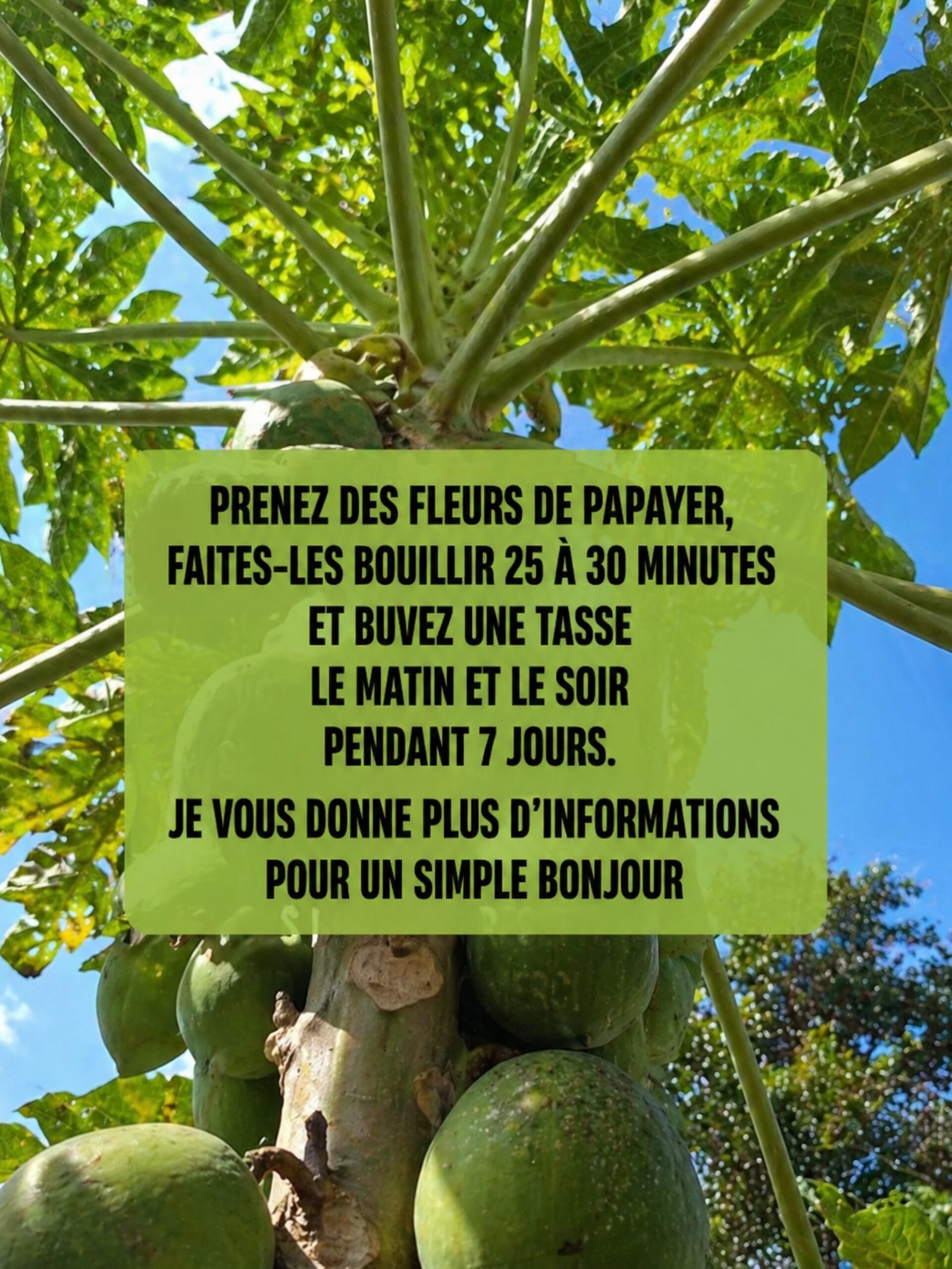 Le Secret Insoupçonné de la Fleur de Papaye : 6 Bienfaits Étonnants pour Transformer Votre Santé au Quotidien !