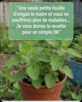 Le Secret Viral de l'Origan : Une Seule Feuille par Jour peut TOUT Changer (Mais Attention à CETTE Erreur Fatale !)