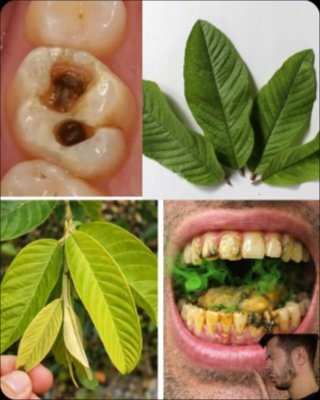 Le Secret Oublié pour un Sourire Éclatant : 3 Façons Étonnantes d'Utiliser les Feuilles de Goyave (Et l'Erreur que TOUS Font !)