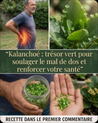 Kalanchoe : La "Plante Miracle" qui Affole le Web ! Mais la Science Révèle 5 Dangers Cachés (Ne faites PAS cette erreur commune)