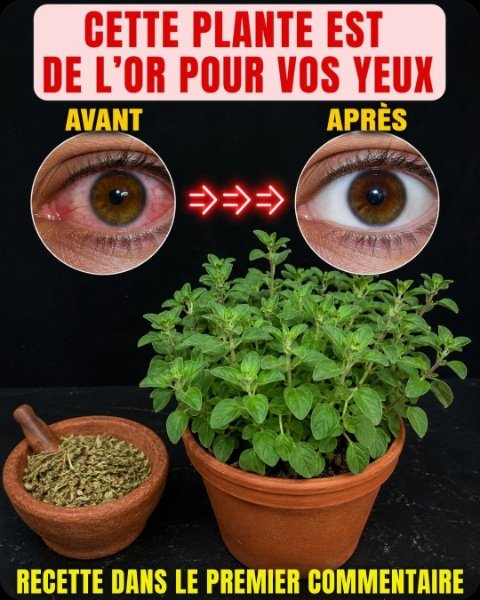 Le Secret Perdu pour une Vision Parfaite : Cette Herbe Oubliée Élimine la Cataracte et Rajeunit Vos Yeux Naturellement ! (Vous DEVEZ Savoir Ça)