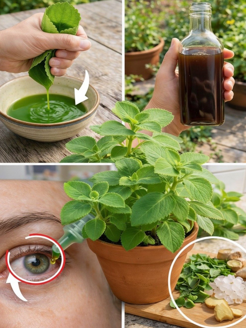 Le Secret Oublié : Cette Simple Herbe de Cuisine Peut Révolutionner Votre Vision Après 40 Ans (Ne Le Manquez Pas !)