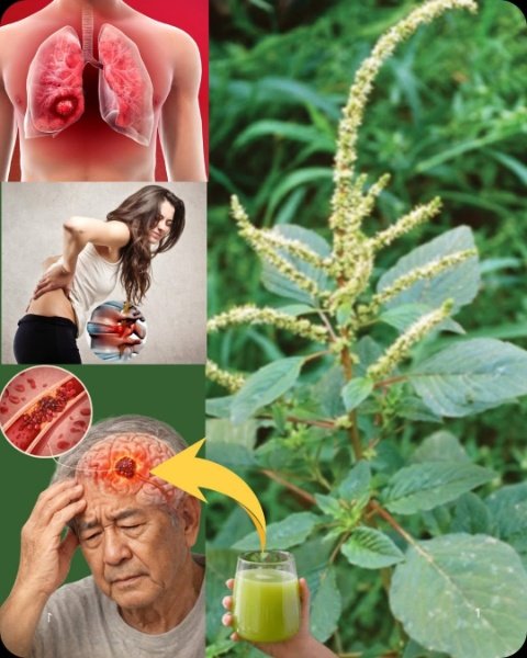 Le Secret Anti-Âge Gratuit Qui Dormait Dans Votre Jardin : Ne Jetez PLUS JAMAIS Cette Plante !