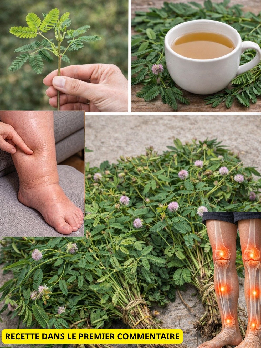 Le Secret de la Plante Timide : 5 Bienfaits Incroyables du Thé de Mimosa Pudica et Comment le Préparer Facilement !