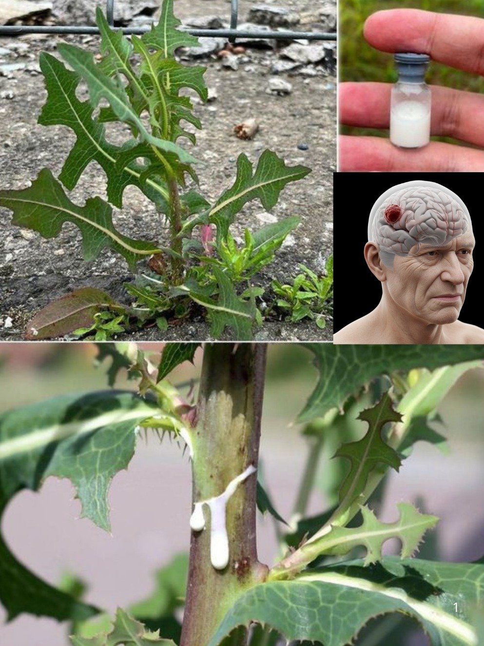 Le Secret Oublié de la Nature : Comment le Latex de Laitue Sauvage Peut Transformer Votre Douleur et Votre Sommeil !