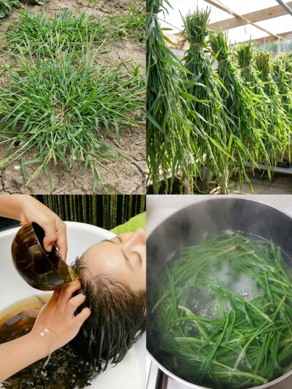 Le Secret GRATUIT pour des Cheveux de Rêve est Sous Vos Pieds ! Ce Rinçage Ancien Va Révolutionner Votre Cuir Chevelu et Stopper la Casse 🌿