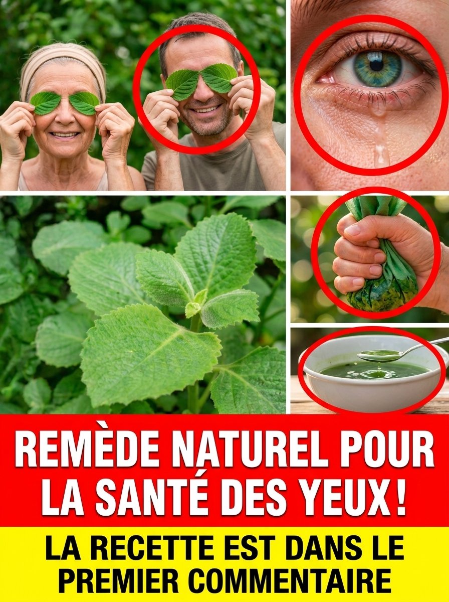 Le Secret Millénaire Révélé : Cette Plante Oubliée Peut-Elle Vraiment Rendre Votre Vue Plus Nette et Reposée ?