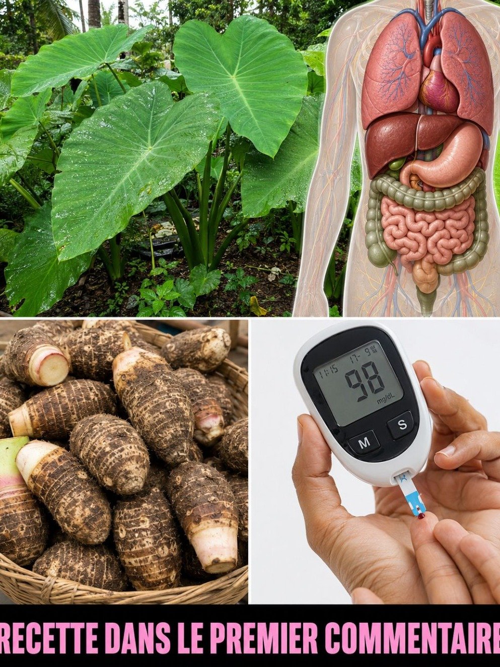 Le Trésor Tropical Oublié : Cette Racine Va Révolutionner Votre Digestion et Protéger Votre Cœur (Ne L'Ignorez Plus !)
