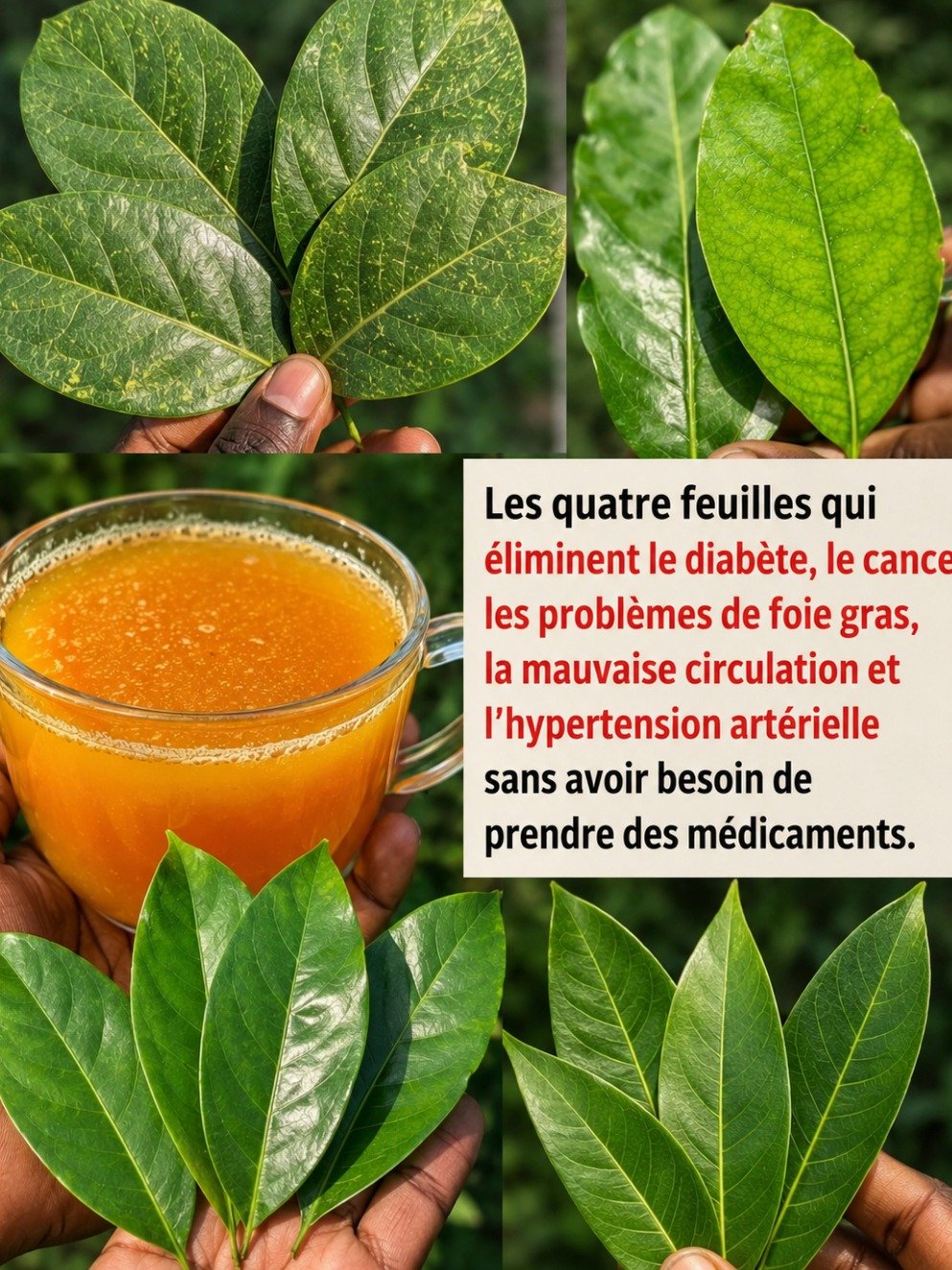 Révélation Bien-être : Ce Thé aux 4 Feuilles Méconnues Va Transformer Votre Quotidien ! Ne Passez Pas À Côté !
