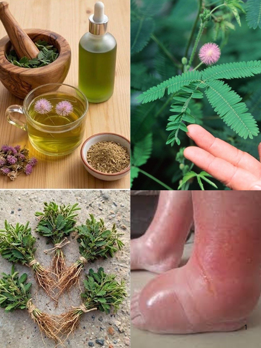 Le Secret Oublié de la Plante Timide : 5 Bienfaits Étonnants du Thé de Mimosa Pudica Que Vous Devez Connaître !