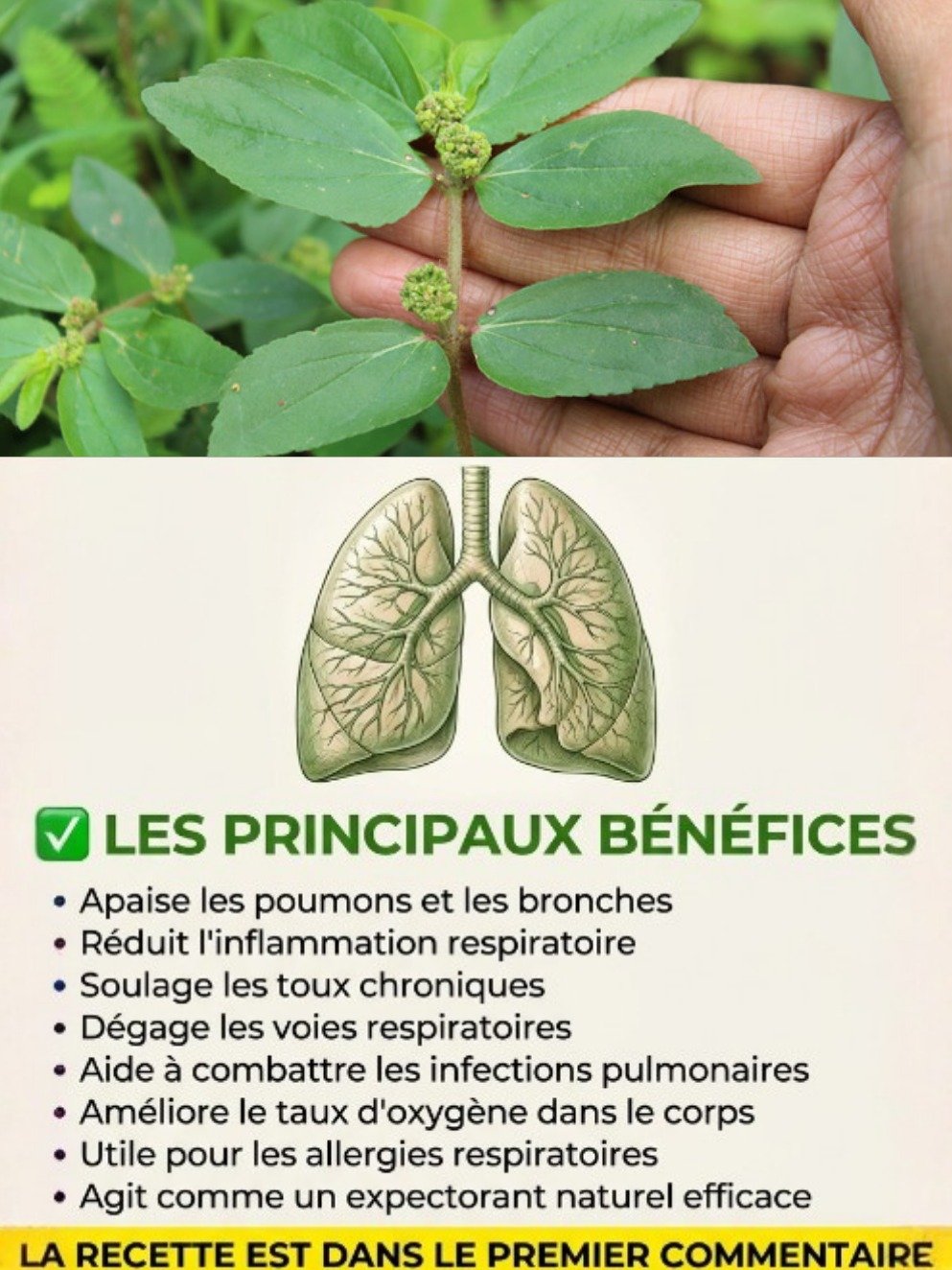Euphorbia Hirta : Le Remède Naturel Ultime que Personne Ne Vous A Dit Pour Mieux Respirer et Dormir Profondément !