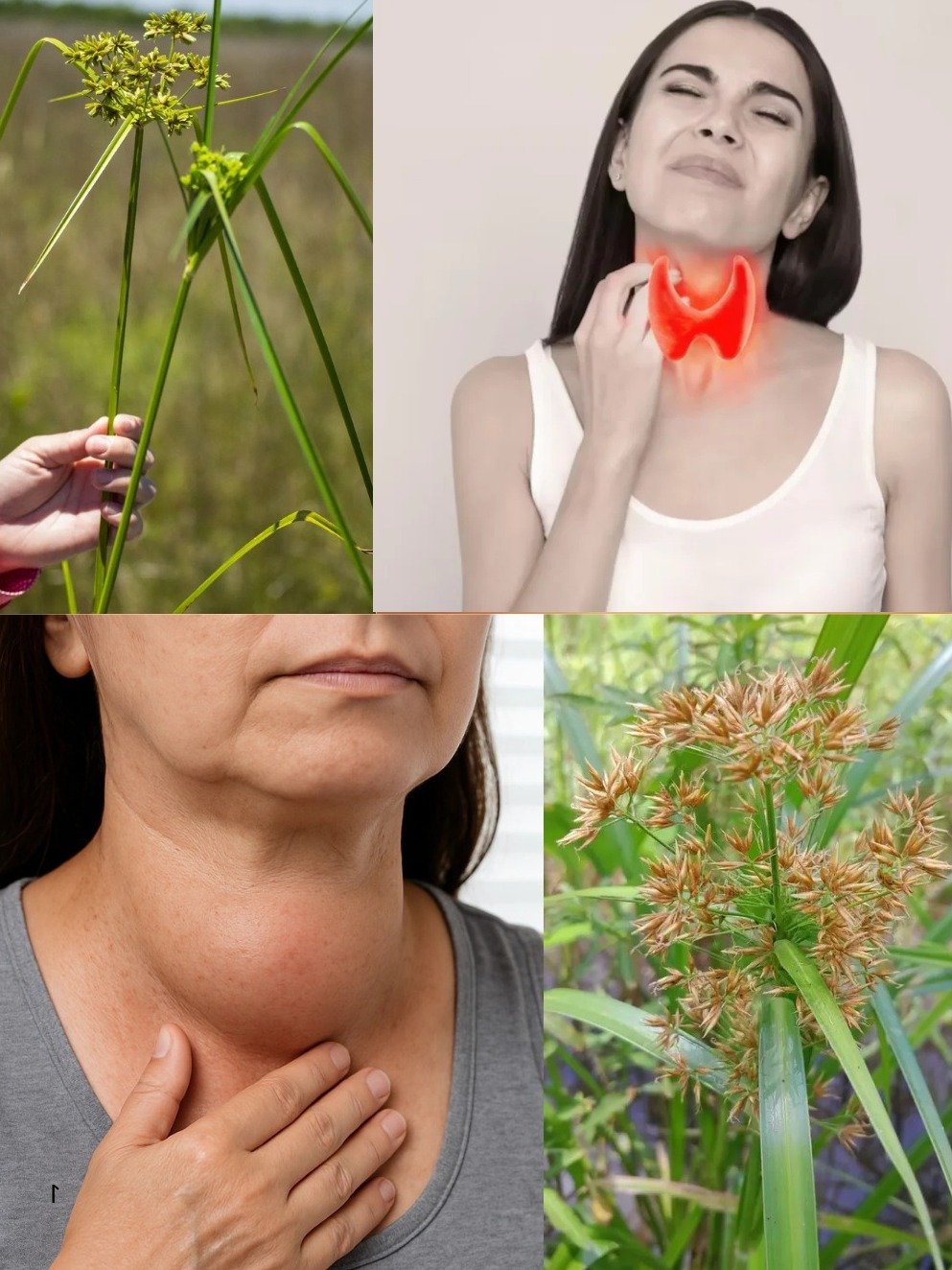 L'HERBE Secrète que TOUT LE MONDE arrache : 8 Bienfaits ÉPOUSTOUFLANTS du Nagarmotha que les Anciens Vénéraient (Ne le jetez PLUS JAMAIS !)