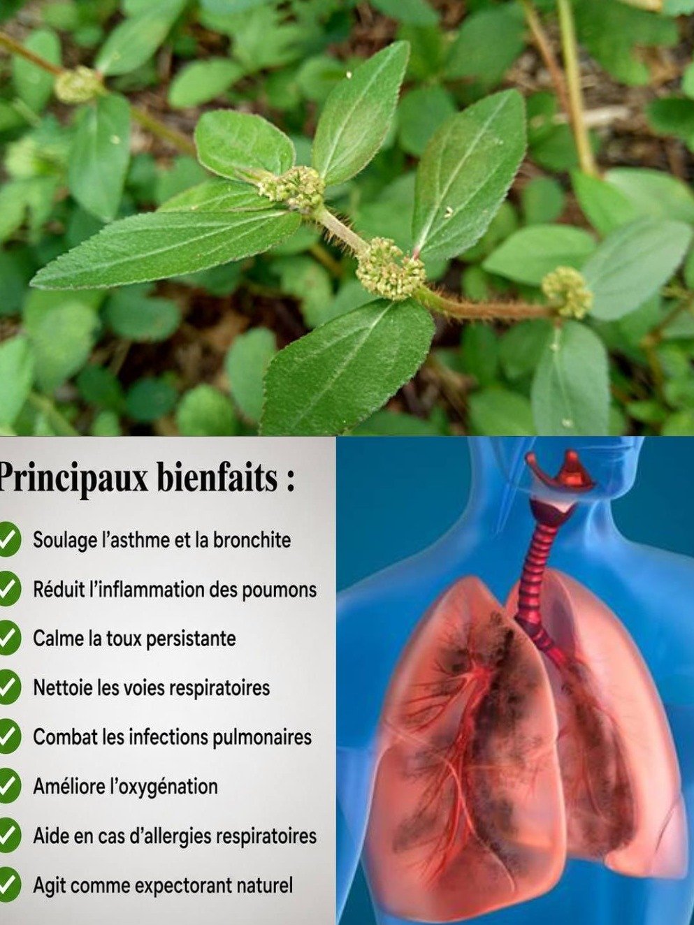 Le Secret Millénaire Révélé : Cette Plante Tropicale Oubliée Cache 6 Pouvoirs Insoupçonnés pour Votre Santé ! 🌿