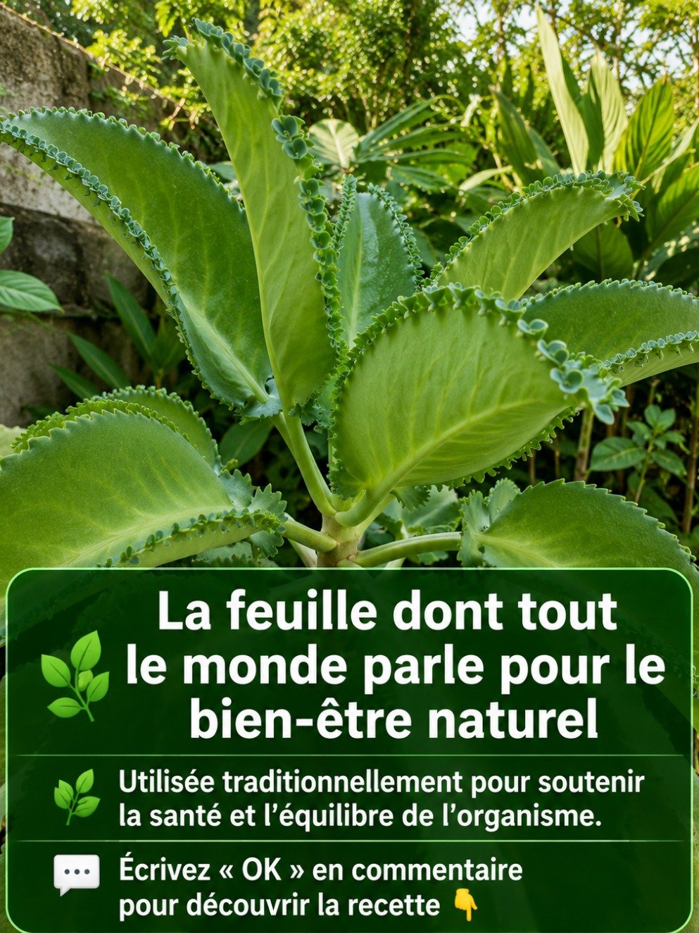 Kalanchoé : Le Secret Bien Gardé de la Nature Révélé ! Découvrez Ses 7 Pouvoirs Santé Insoupçonnés Avant Qu'il Ne Soit Trop Tard !