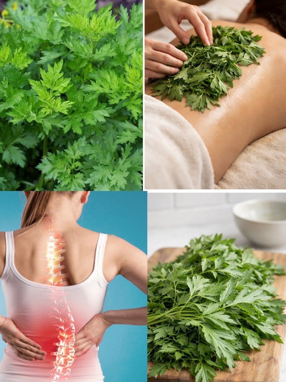 Révélation Choc : Cette Plante Oubliée Va Transformer Vos Nuits et Vos Rêves à Jamais !