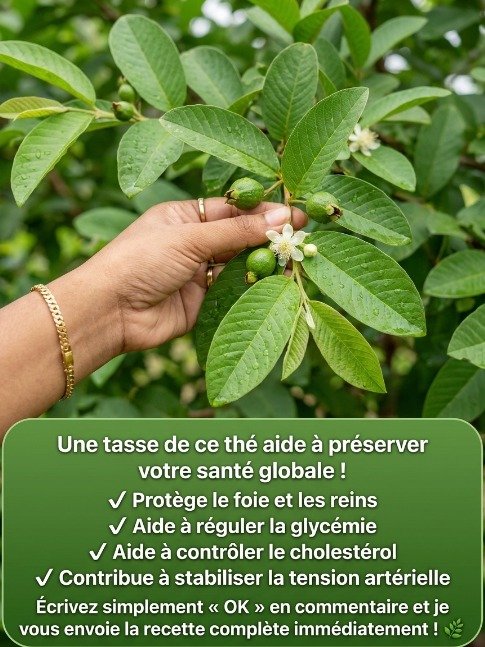 Le Secret Millénaire pour une Santé Optimale : Découvrez les Bienfaits Cachés du Thé aux Feuilles de Goyavier (Recette Étape par Étape à Ne Pas Manquer) !