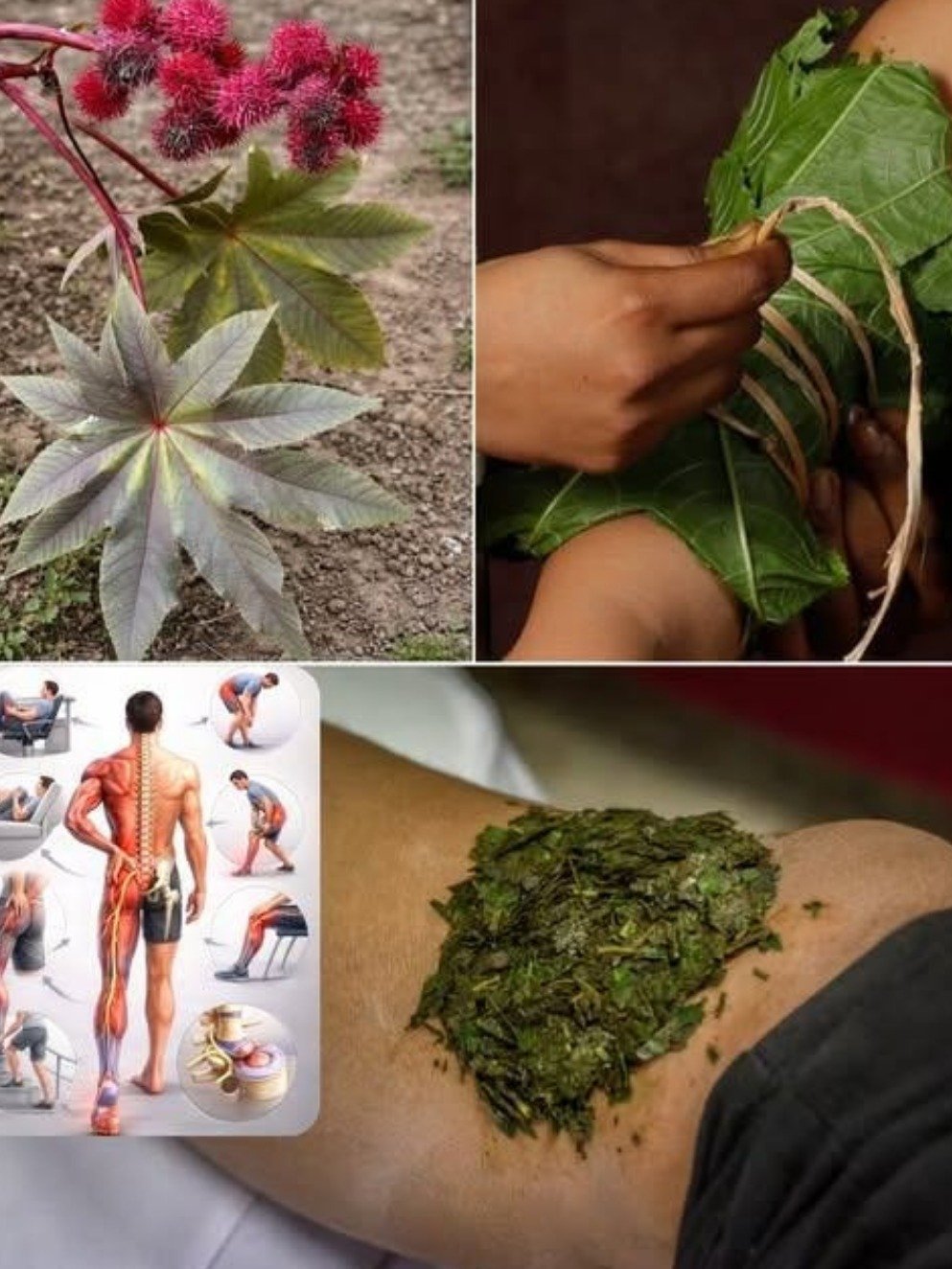 Le Secret Oublié de Votre Jardin : 9 Bienfaits Incroyables de l'Huile de Ricin Que Personne Ne Vous Dit !